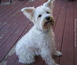 Unknown Artist romy painting